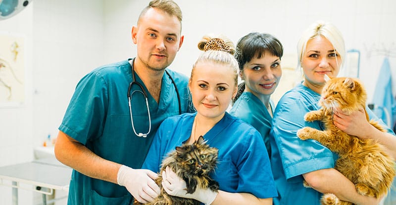 Portrait of smiling doctors standing in row at hospital premises